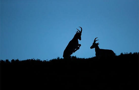 Photographing wildlife at night