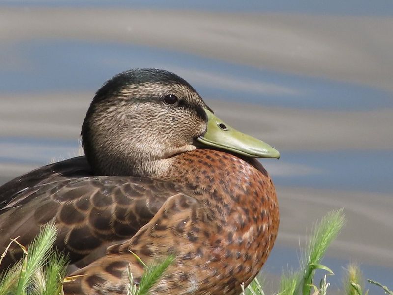 A close-up shot of a female mallard duck.