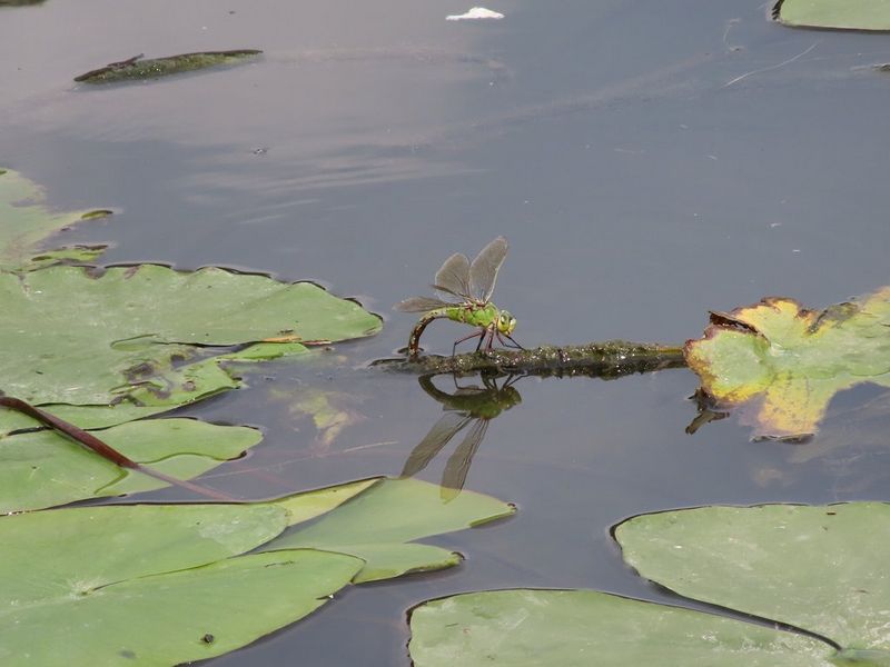A green dragonfly resting on a floating twig, on a still pond covered in lily pads.