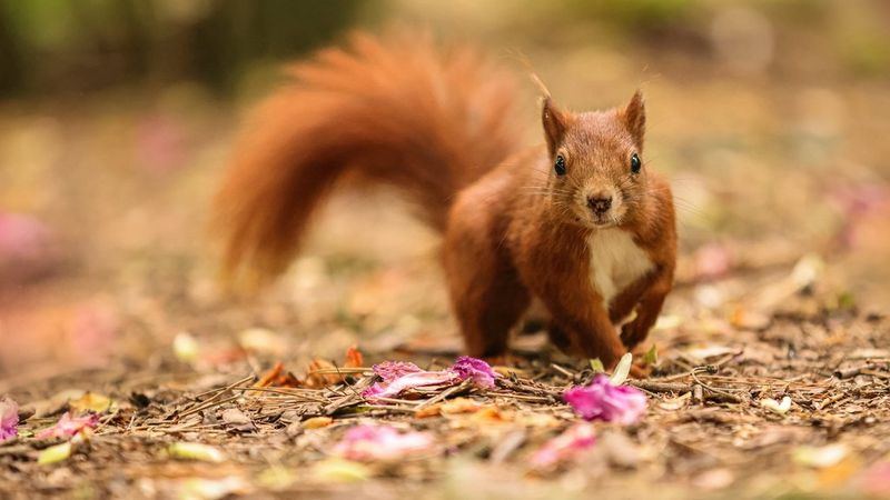 A red squirrel looks straight at the camera as it runs across a carpet of dried leaves and fallen petals.
