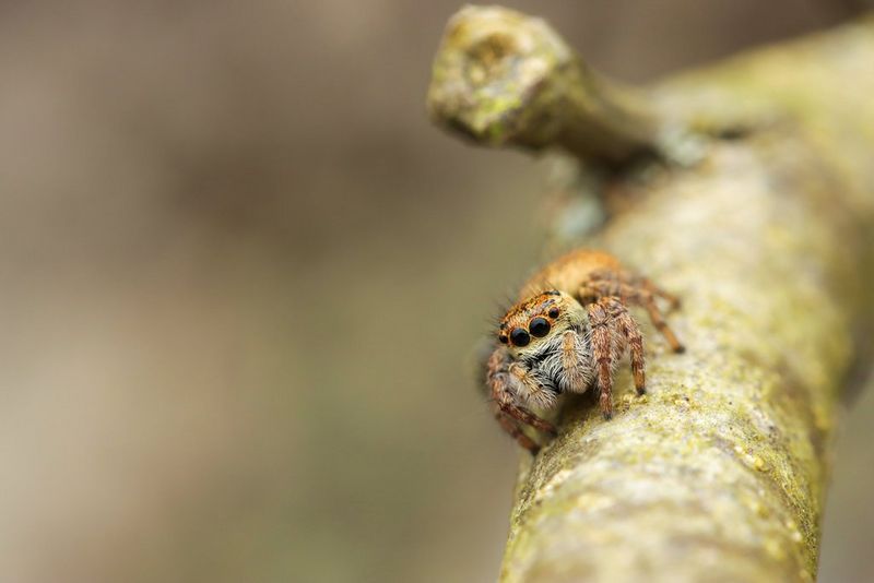A brown jumping spider sat on a branch.