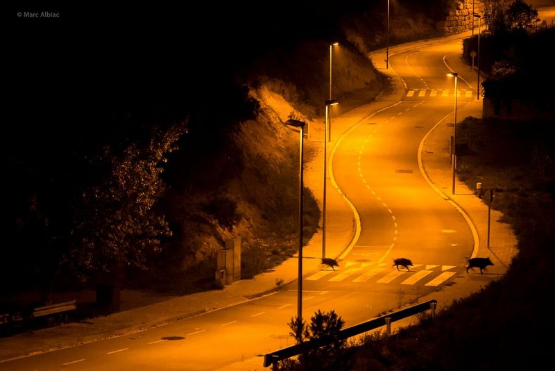 A family of boars crossing a large, streetlight-lit road at night, appearing to use the marked pedestrian crossing. 