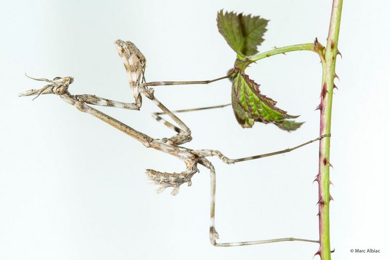 A conehead mantis perched sideways on a thorny plant stem.