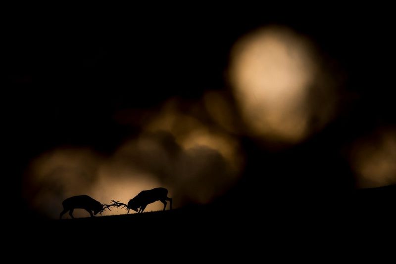 Two stags locking antlers viewed through out of focus foliage at night.