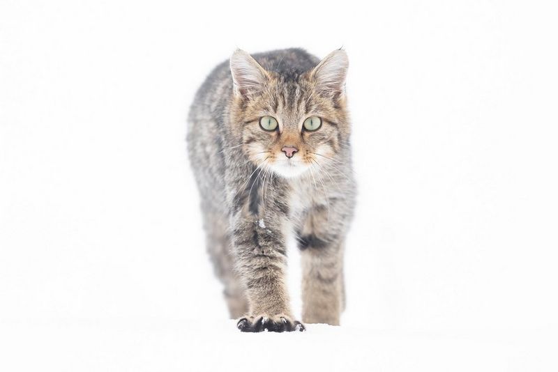 A wild cat, looking directly at the camera, walks through a snowy landscape.