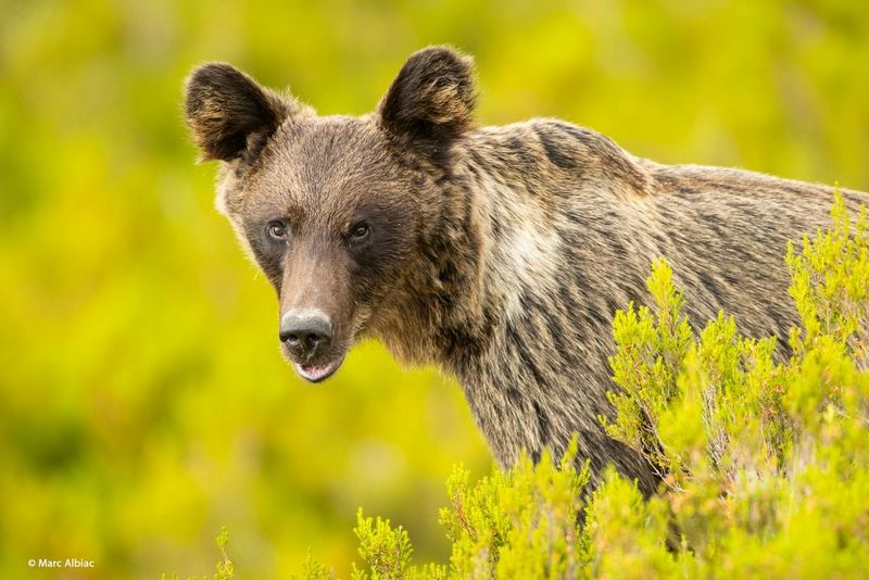 A young Iberian bear in green-yellow conifer-like foliage.