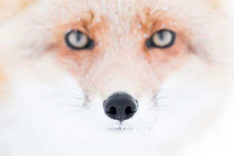 A close-up of a red fox staring directly at the camera. The animal's nose is in focus, while the rest of his features are slightly blurred. 