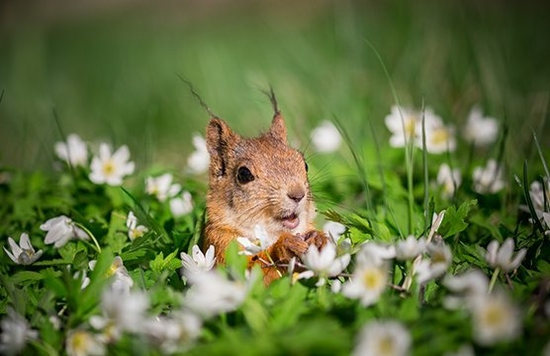 How to capture nature in the city