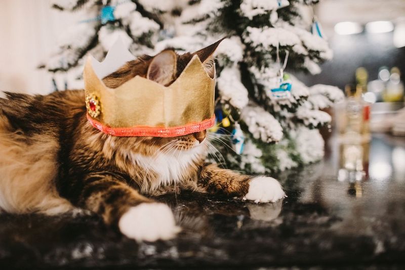 A cat wears a paper crown from a cracker while lying in front of a small Christmas tree. The crown is too big and slipping over the animal's eyes. Photographed by Lena Petrova.