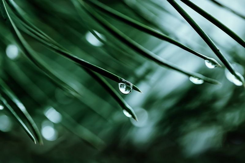 A close up of tree needles with droplets of water. 