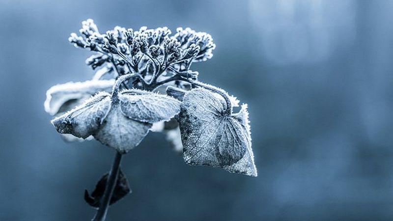 A close-up photo of a hydrangea plant covered with frost. 