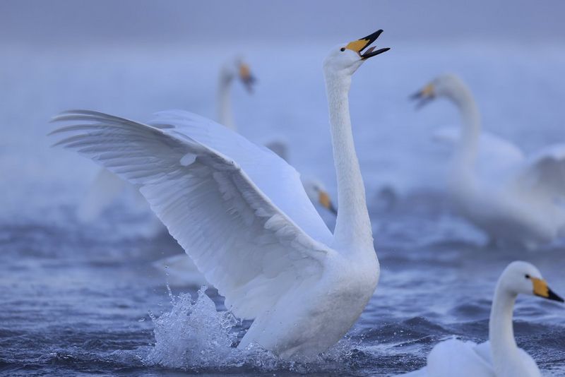 A swan rising up out of the water with its wings extended.