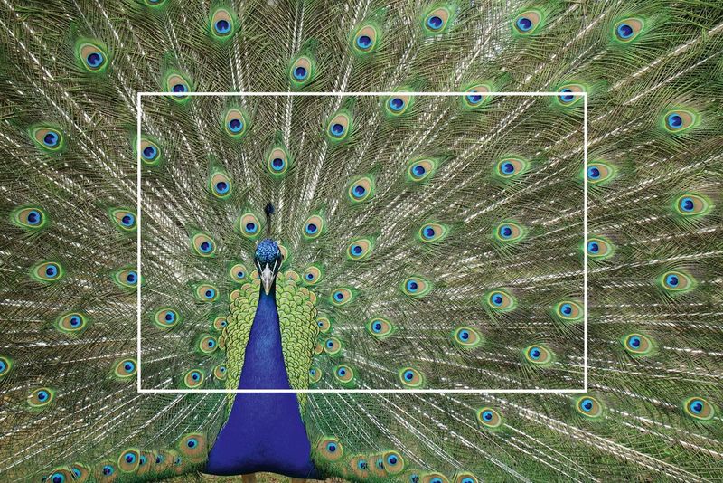 A photo of a peacock fanning its tail, with a white frame indicating the smaller field of view of an APS-C sensor compared to a full-frame sensor.