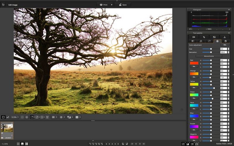 An image of a large bare tree on a piece of grassy moorland open in Canon's Digital Photo Professional editing software.