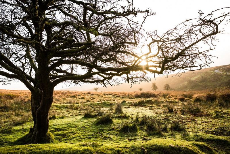 A large bare tree is seen on a piece of grassy moorland. There's a hazy mist in the distance, and the low sun is seen through the tree's branches.