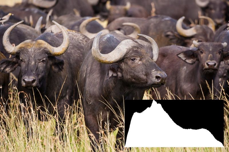 A well-exposed shot of African buffalo, with a histogram close to an ideal bell curve shape.