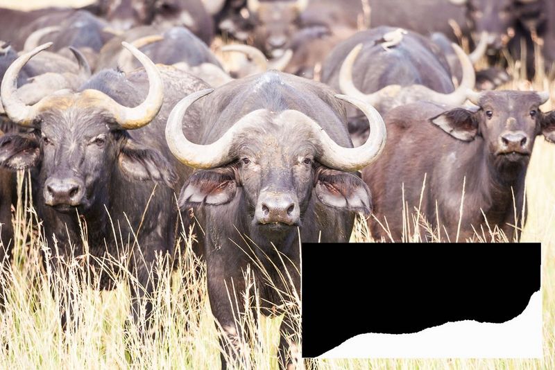 An overexposed shot of African buffalo, with a histogram rising to a peak at the right-hand end.