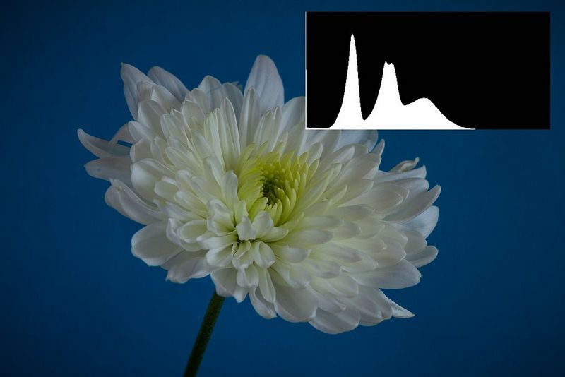 An underexposed image of a grey-looking flower, with the histogram bunched up in the left-hand half of the scale.