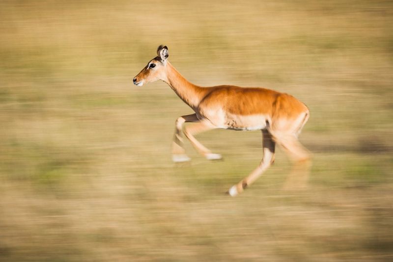 A deer running through a field with the background blurred because of camera panning.