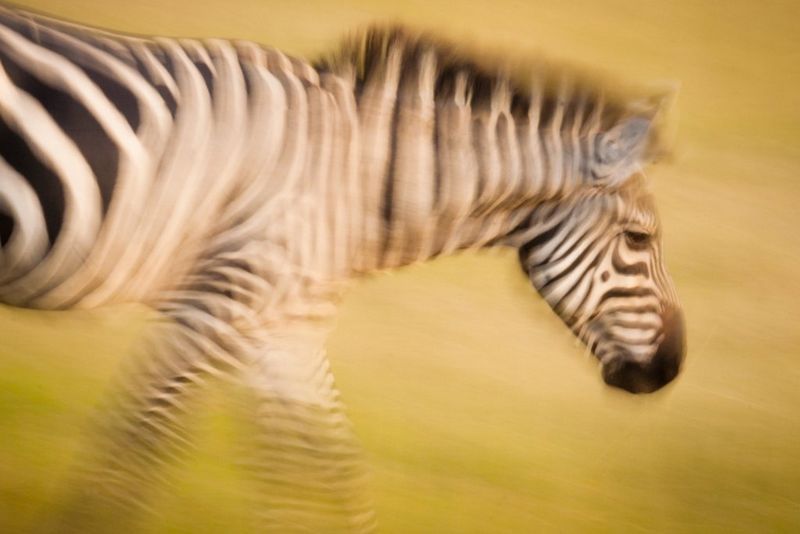 A zebra running through a field.