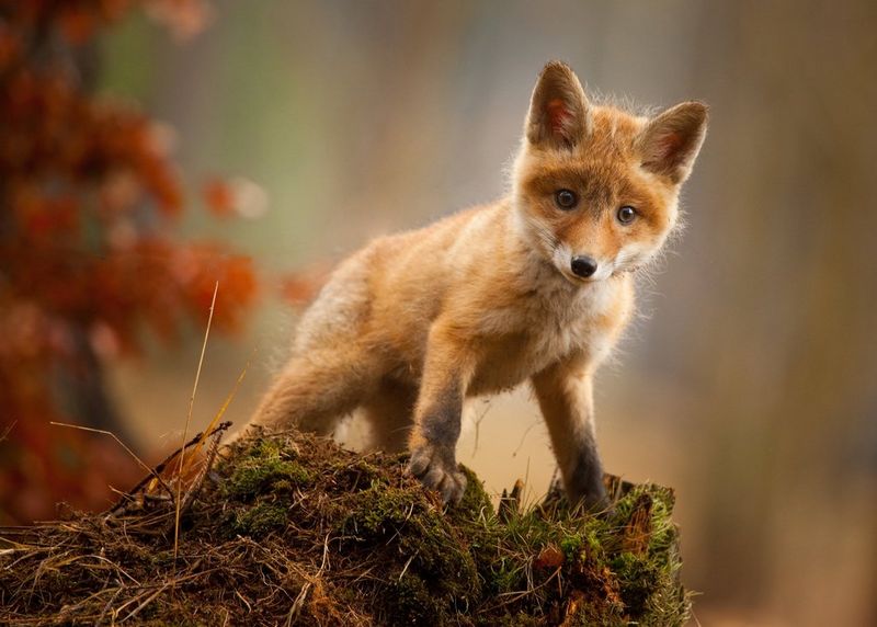 A fox cub standing on a mossy mound.