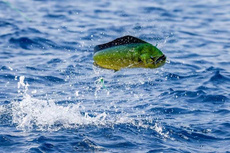 A green and yellow mahi-mahi fish leaps out of the water as it attempts to escape the hook on which it is caught. Taken on a Canon EOS R5 with a Canon RF 100-500mm F4.5-7.1L IS USM lens.