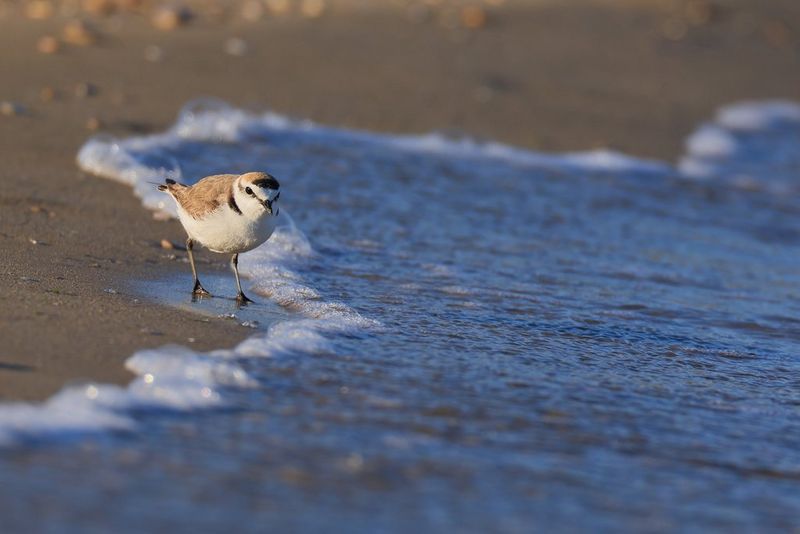  A photo taken on a Canon EOS R3 of an adult male Kentish plover running along the shoreline.
