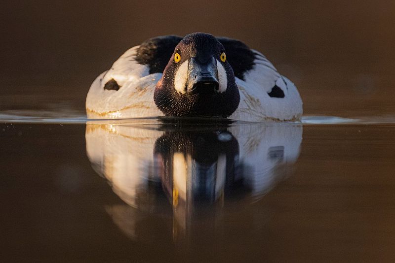 A common goldeneye swimming towards the camera, reflected in the water below.