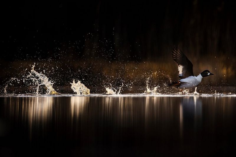 A common goldeneye launching itself out of the water, kicking up a row of splashes across the frame.