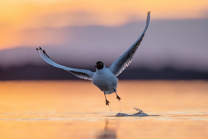 A black-headed gull taking off from water in dawn light.