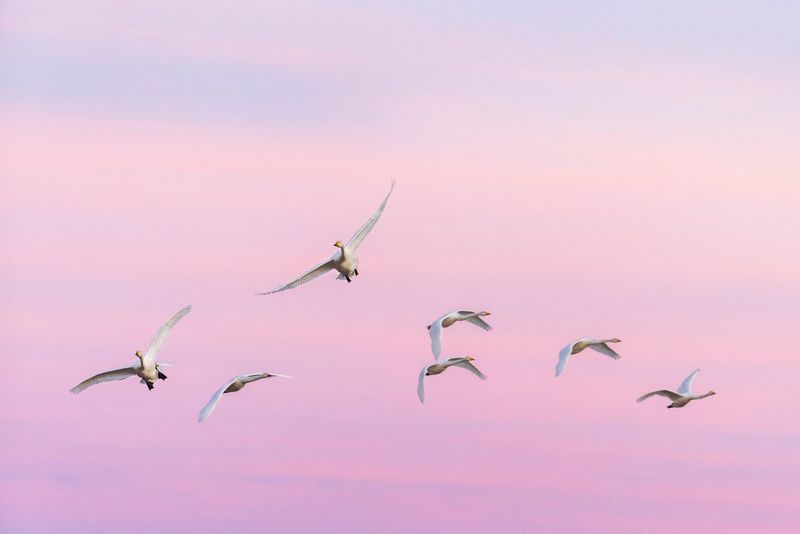 A flock of whooper swans flying against a pink sky.