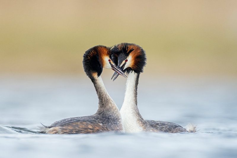 A pair of great crested grebes nuzzling beaks in the water.
