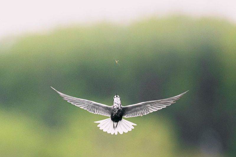 A black tern flying directly upwards towards an orange insect.