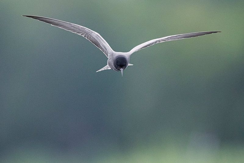 A bird with a black-coloured head flying towards the camera, strikingly sharp against a blurred background.