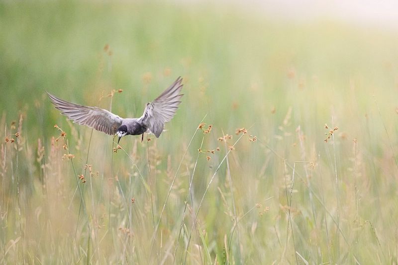 A black tern swooping low to the ground through plant stalks.