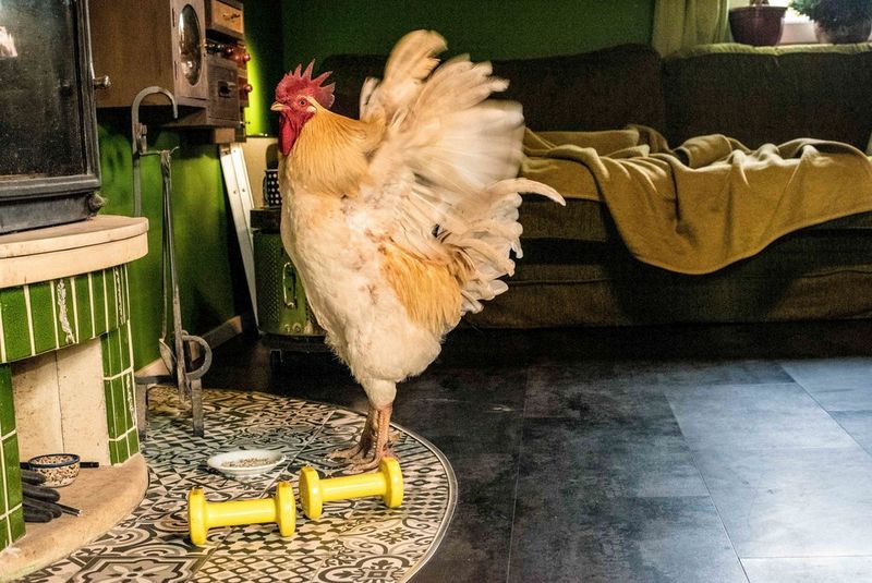 A photo taken by Canon Student Development Programme participant Kasia Ślesińska of a chicken, its wings outstretched behind it, standing in a living space.
