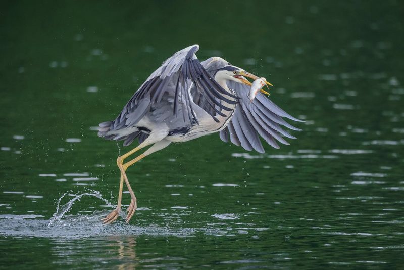 A heron frozen in motion as it rises from the water with a fish in its beak.