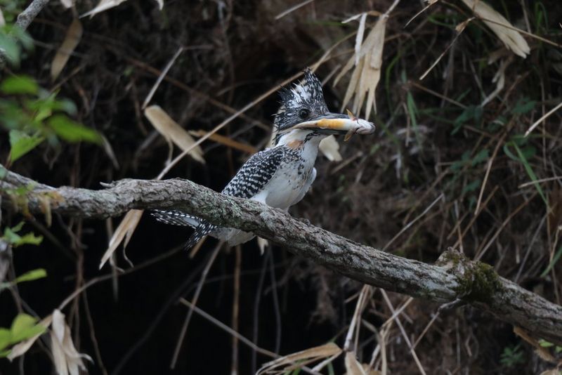 An image of a bird on a branch taken from the same position, seemingly slightly zoomed in. 
