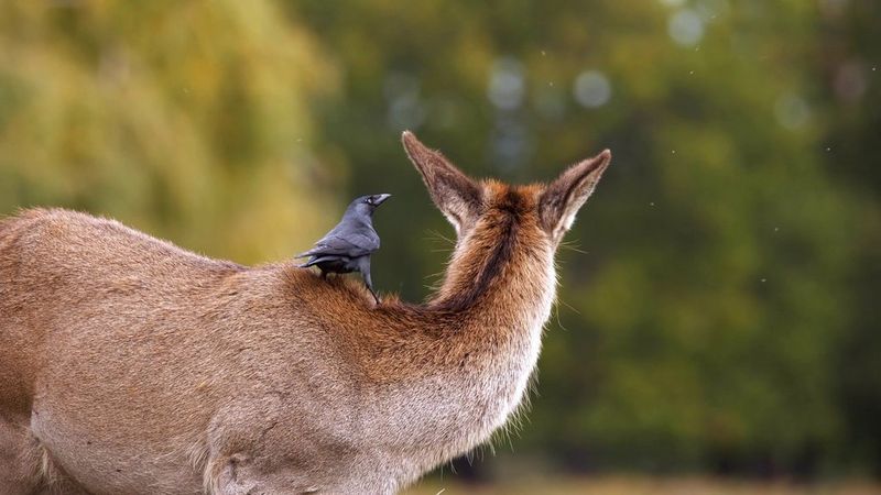 A still from Roxy Furman's showreel, showing a deer turned away from the camera with a black bird perched on its back.