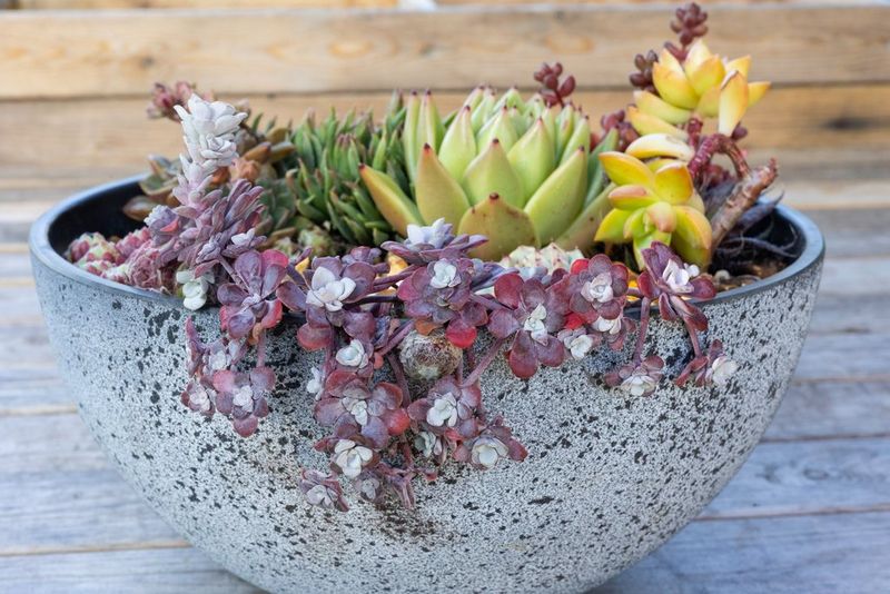 A clear image shot at f/16 of a plant pot containing sedum purple carpet and other plants, all in focus.