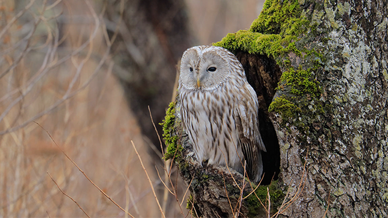 A closer telephoto shot of an owl in a hollow of a tree.