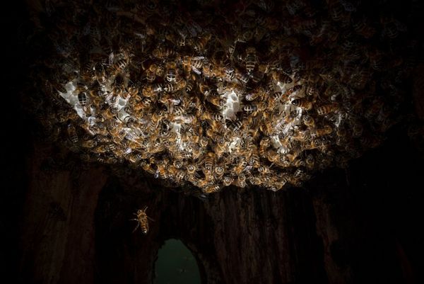 Inside a honeybee nest, a spotlight picks out a cluster of bees, with one flying away.