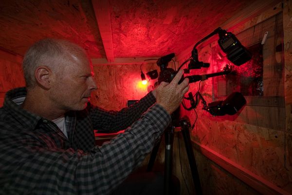 Inside his hide, lit by a red light, Ingo Arndt adjusts his Canon camera with Canon Macro Twin Lite MT-24EX flash attached.