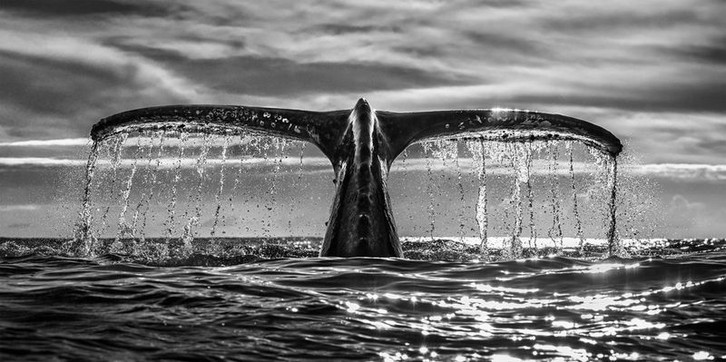 A black and white image of water droplets cascading from the fluke of a giant whale as it dives back into the ocean.