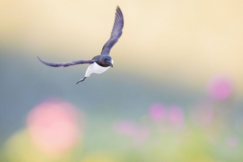 A razorbill with its wings outstretched in sharp focus against a blurred background.