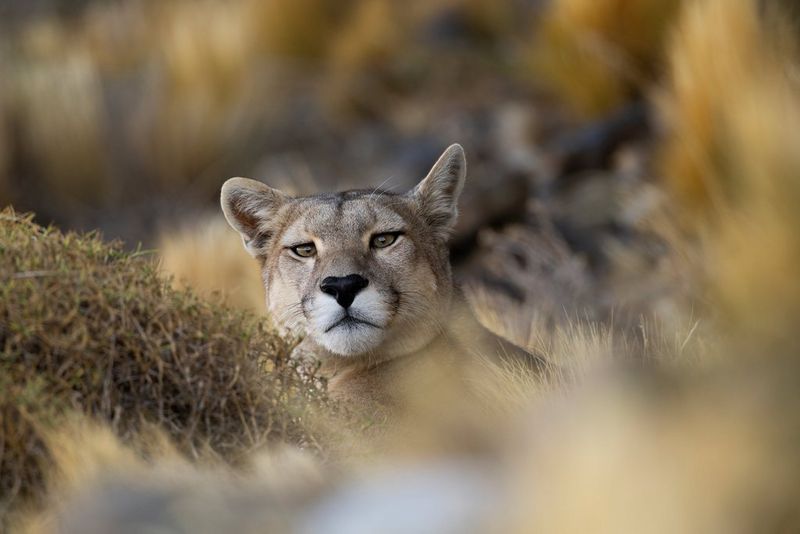 The head of a puma looking directly at the camera. Its face is in sharp focus, while the foliage in the foreground and background is blurred.