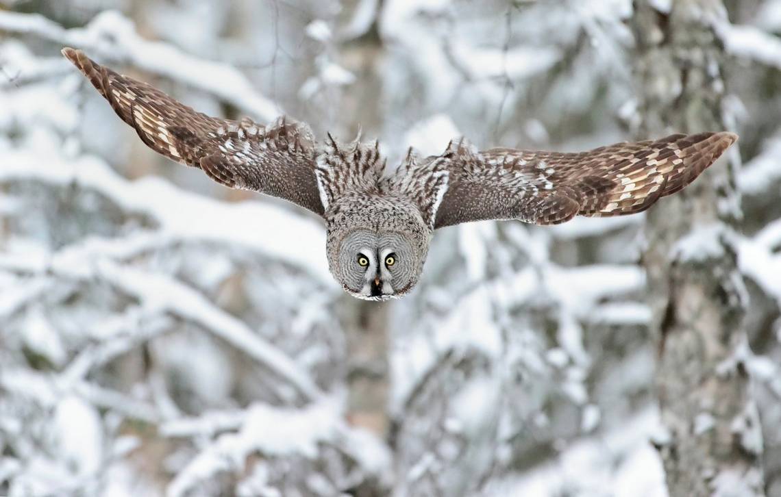 Wings outstretched, a great grey owl swoops down towards the forest floor.