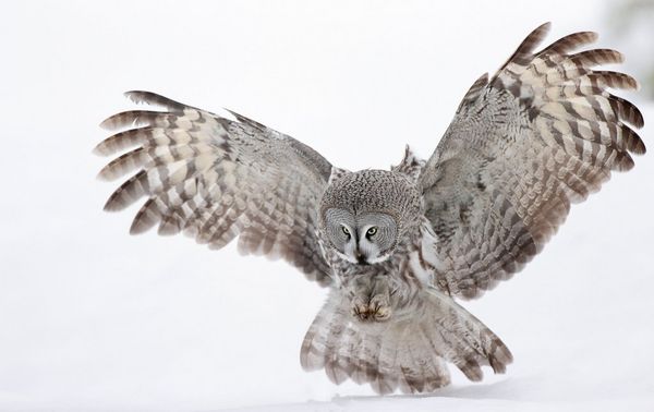 Its talons poised and ready, a great grey owl prepares to pounce.