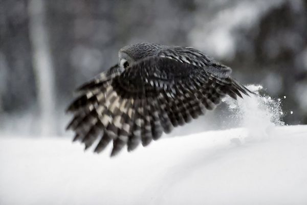 In darkening conditions, a great grey owl glides low to the ground causing snow to fly up.