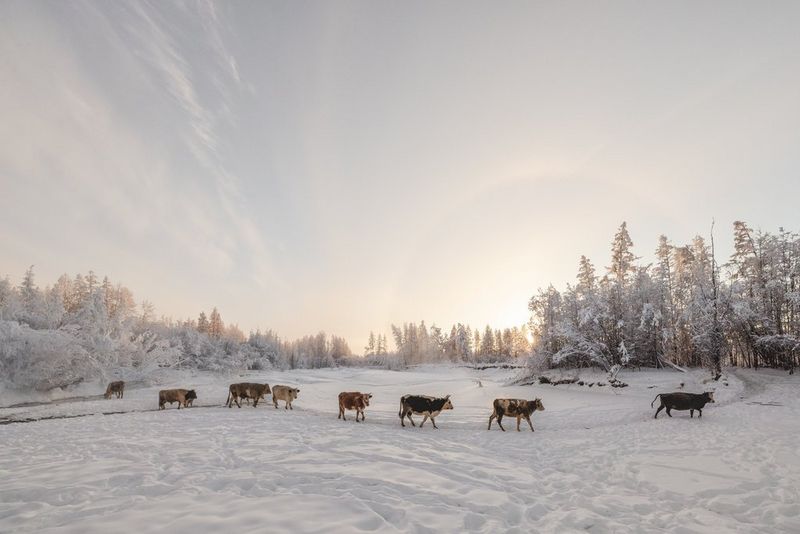 A herd of cows walks across a snowy landscape with an open sky above them, shot by documentary photographer Natalya Saprunova on a Canon EOS R3. 